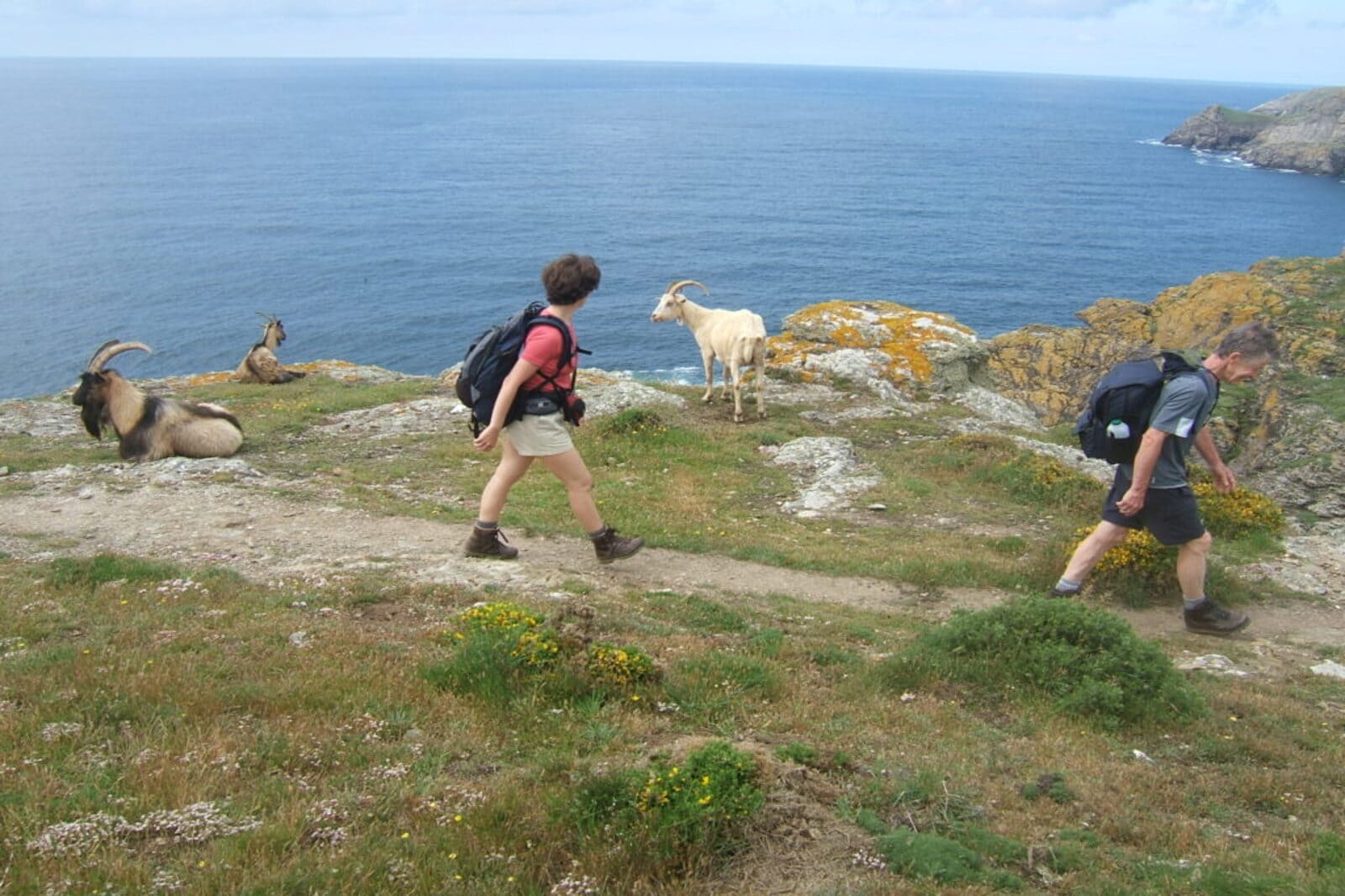 Randonneurs marchant près des chèvres sur le sentier côtier de Belle-Île