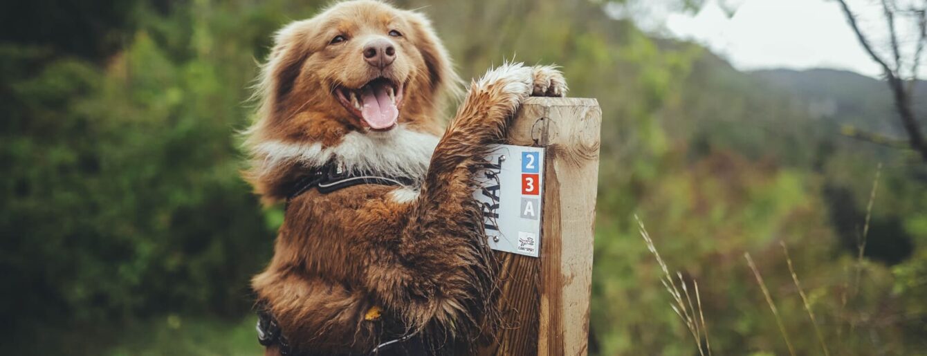 Ce chien est fin prêt à découvrir de nouveaux horizons sur un itinéraire balisé.