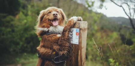 Ce chien est fin prêt à découvrir de nouveaux horizons sur un itinéraire balisé.